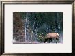 Bull Elk, Wyoming by Art Wolfe Limited Edition Print