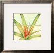 Tropicana Botanical Iii by Jennifer Goldberger Limited Edition Print