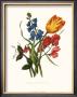Tulip by Mary Lawrence Limited Edition Pricing Art Print