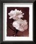 Carnations by Dick & Diane Stefanich Limited Edition Print