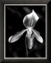 Orchid by Harold Silverman Limited Edition Print