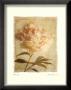 Peony by Amy Melious Limited Edition Print