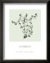 Thyme by Nina Farrell Limited Edition Print