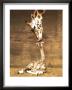 Giraffe, First Kiss by Ron D'raine Limited Edition Pricing Art Print