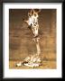 Giraffe, First Kiss by Ron D'raine Limited Edition Print