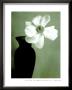Single Anemone by Steven N. Meyers Limited Edition Pricing Art Print