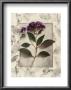 Heliotrope by Julie Nightingale Limited Edition Print