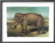 Elephant by Denise Crawford Limited Edition Print