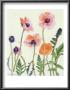 Oriental Poppies by Elizabeth Blackadder Limited Edition Pricing Art Print