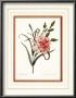 Dianthus by Pierre-Joseph Redoute Limited Edition Print