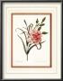 Dianthus by Pierre-Joseph Redoute Limited Edition Print