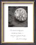 Beach Shell by Deborah Schenck Limited Edition Pricing Art Print