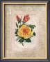 Victorian Rose I by John Butler Limited Edition Pricing Art Print