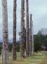 Six Wooden Totem Poles Stand In A Row In Kitwanga, British Columbia by Stephen Sharnoff Limited Edition Print