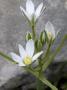 Flowers Of Ornithogalum Umbellatum, Or Star-Of-Bethlehem, Grass Lily by Stephen Sharnoff Limited Edition Print