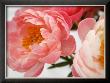 Delicate Blossom Ii by Nicole Katano Limited Edition Print