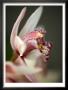 Orchid Portrait Iii by Nicole Katano Limited Edition Pricing Art Print