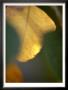 Golden Leaf by Nicole Katano Limited Edition Print