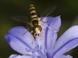 Close-Up Of A Serphid Fly On Aphyllanthes Monospeliensis by Stephen Sharnoff Limited Edition Pricing Art Print