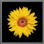 Sunflower by Joson Limited Edition Print