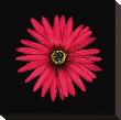Pink Daisy by Joson Limited Edition Pricing Art Print