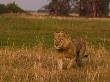 Male African Lion, Panthera Leo, Walking Through Grasslands by Beverly Joubert Limited Edition Print