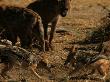 Black-Backed Jackal (Canis Mesomelas)Fighting, Striped Hyena (Hyaena Hyaena) by Beverly Joubert Limited Edition Pricing Art Print