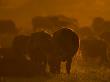 African Buffalo Grazing At Sunset by Beverly Joubert Limited Edition Print