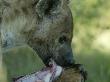 Spotted Hyena (Crocuta Crocuta)With Kill by Beverly Joubert Limited Edition Print