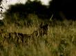 Female African Lion Alert In Tall Grass by Beverly Joubert Limited Edition Print