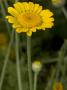 Anthemis Tinctoria, Golden Marguerite Or Yellow Chamomile by Stephen Sharnoff Limited Edition Print