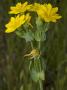 Blackstonia Perfoliata, Or Yellow-Wort by Stephen Sharnoff Limited Edition Print