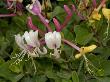 Flowers Of Lonicera Etrusca, Or Etruscan Honeysuckle by Stephen Sharnoff Limited Edition Print