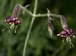 Tiny Flowers Of A Species Of Silene, A Campion Or Catchfly by Stephen Sharnoff Limited Edition Print