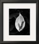 Peace Lily by Harold Silverman Limited Edition Print