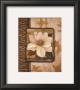 White Gardenia by T. C. Chiu Limited Edition Print