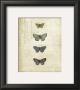 Botanical Butterflies I by Katie Pertiet Limited Edition Print