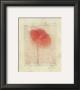 Calligraphic Flower Iv by Deborah Schenck Limited Edition Print