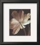 Champagne Tulip Ii by Charles Britt Limited Edition Print