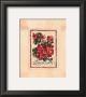 Vintage Geranium by Jerianne Van Dijk Limited Edition Pricing Art Print