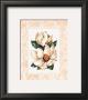 Fleur Du Jour, Magnolia by Jerianne Van Dijk Limited Edition Print