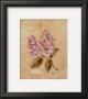 Lilac On Cracked Linen by Cheri Blum Limited Edition Pricing Art Print
