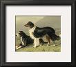Sheep Dogs by Vero Shaw Limited Edition Pricing Art Print
