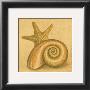 Shell And Starfish by Jose Gomez Limited Edition Pricing Art Print