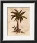 Monkey And Palm Ii by Dianne Krumel Limited Edition Print