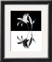 Lily by Ralph Chermak Limited Edition Print