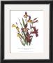 Sphoerospora Imbricata by Jane W. Loudon Limited Edition Pricing Art Print