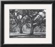 Oak Grove I by Boyce Watt Limited Edition Pricing Art Print