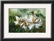 Dawning Magnolias by Fangyu Meng Limited Edition Pricing Art Print