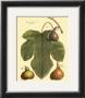 Fig Leaf Ii by Langley Limited Edition Print